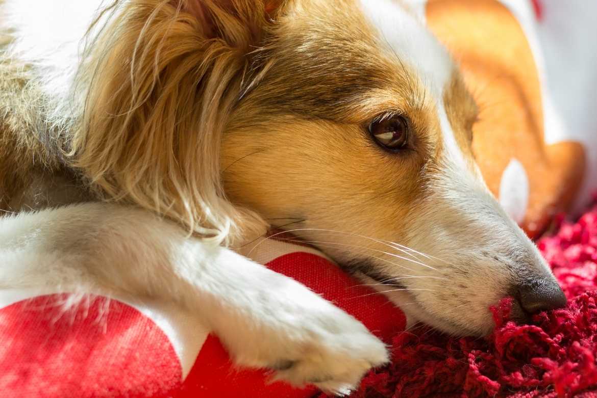 Cómo saber si tu perro está deprimido y qué puedes hacer al respecto