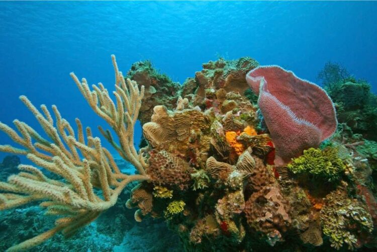 México tiene el tercer arrecife de coral más grande de todo el mundo: “El Gran Cinturón de Arrecifes del Atlántico Occidental”, también llamado “El Gran Arrecife Maya”