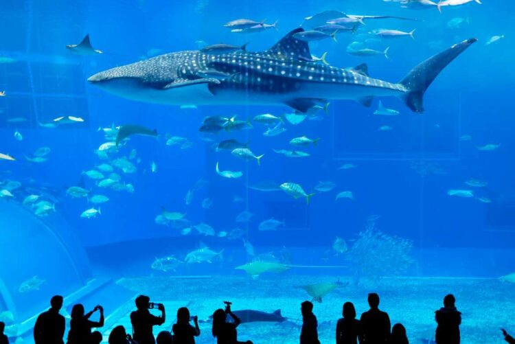 El acuario de Veracruz en México alberga más de 3,500 ejemplares de 250 especies animales en sus 9 áreas de exhibición.