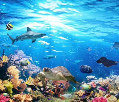 5 Acuarios únicos en México que debes conocer si amas la vida marina