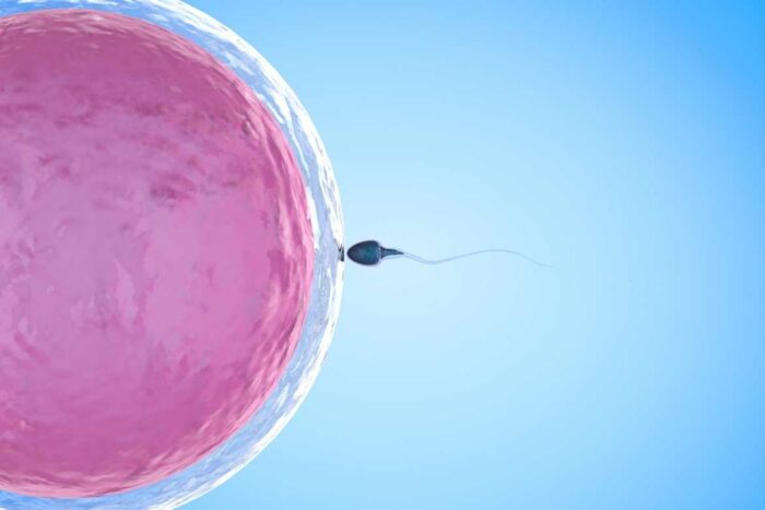 Existe el mito de que para fecundar a un óvulo se lleva a cabo una carrera a muerte entre los espermatozoides, en donde hay solo un ganador.
