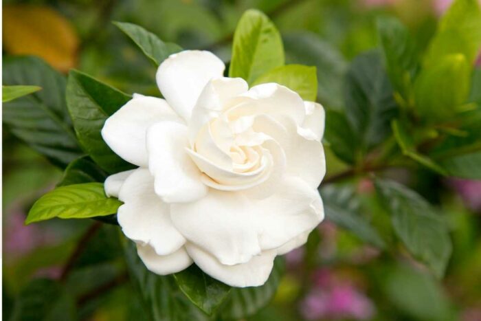 Las gardenias son plantas purificadoras perfectas para combatir las toxinas que hay en el aire.