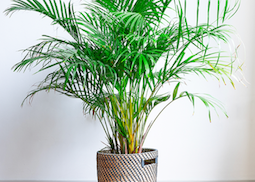 La palma de bambú es una excelente purificadora de aire, ayuda a eliminar amoniaco del aire, xileno y formaldehido.