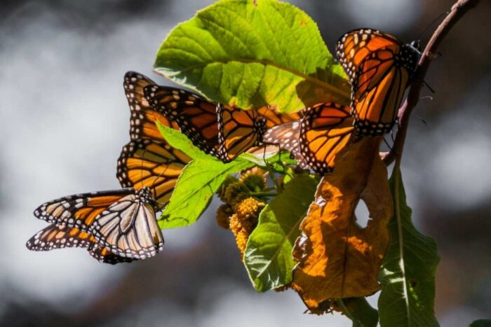 Cada año, millones de mariposas emigran hacia los bosques de Michoacán y el Estado de México para seguir su ciclo de hibernación y reproducción