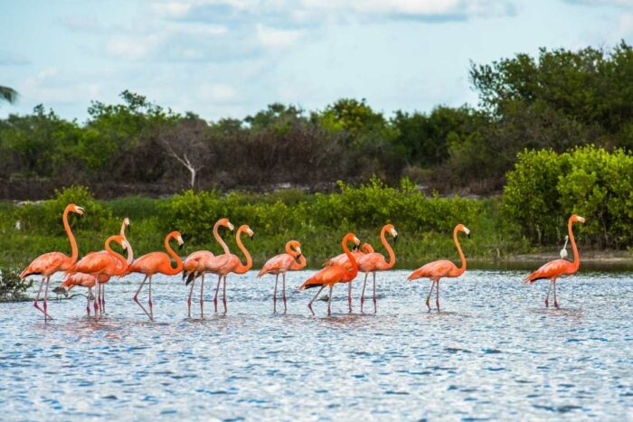 Uno de os principales atractivos de la Reserva de la Biosfera de Celestum, en Yucatán, son los flamingos rosas.  