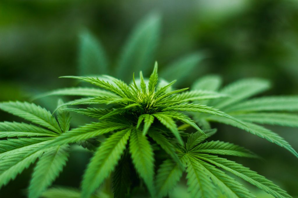 Cannabis medicinal, alternativa para mejorar la calidad de vida de los enfermos