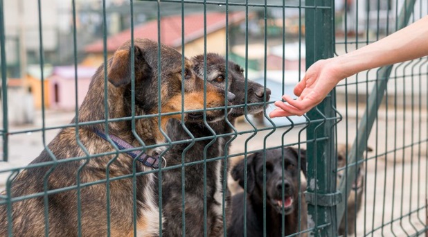 Si decides adoptar un perro como mascota, ayudas a erradicar el maltrato de quienes comercializan con ellos