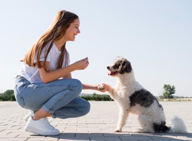 Si estás buscando un perro adulto, existe la posibilidad de que tenga buenos hábitos de comportamiento