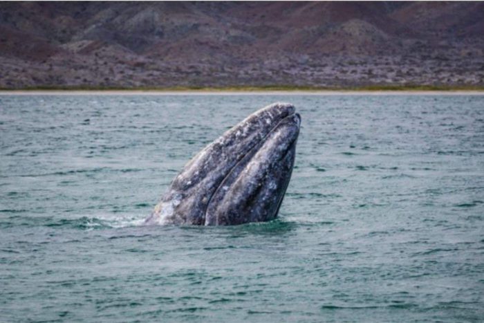 La ballena gris llega a La paz, en BCS México en enero y se queda en las costas del país hasta marzo.