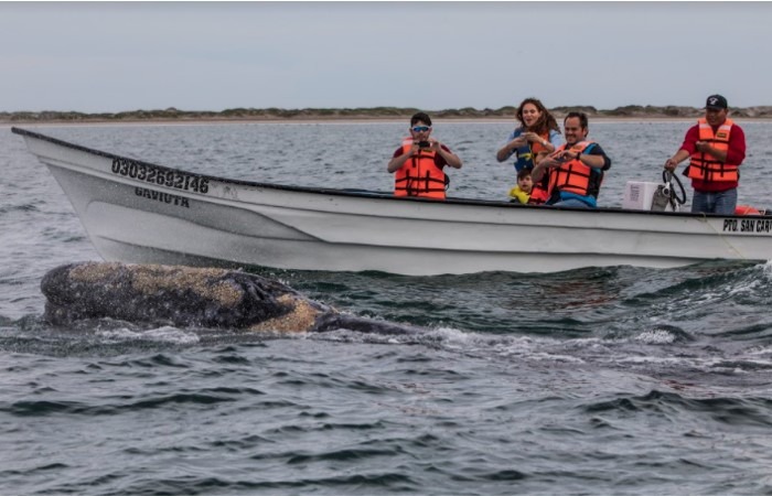 La Paz, en Baja California Sur, es famosa por ser uno de los destinos más populares para avistar a la majestuosa ballena gris, donde se pueden observar estos impresionantes mamíferos marinos en su hábitat natural. 