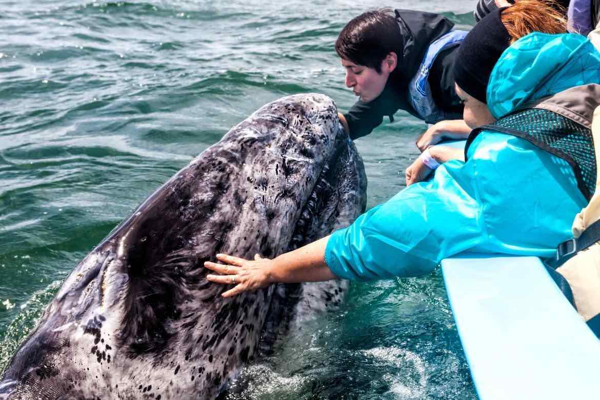 ¡La ballena gris está en México! Lugares de avistamiento en La Paz, BCS