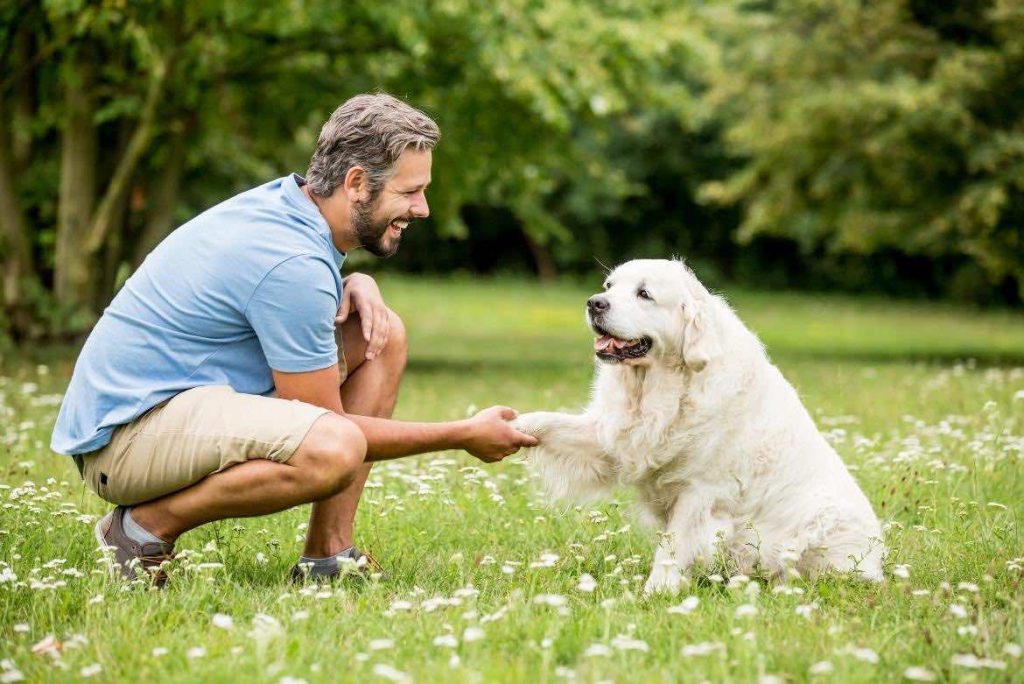 3 Trucos básicos para entrenar a tu perro y lograr una sana convivencia