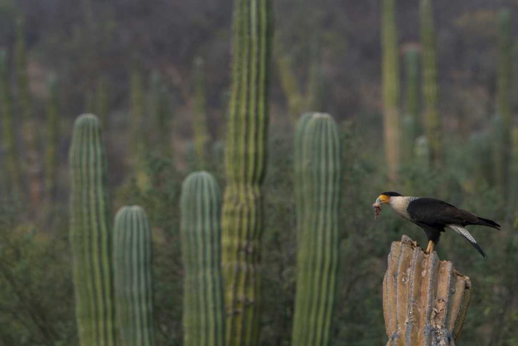 Avistamiento de aves en la Reserva de la Biosfera Sierra La Laguna