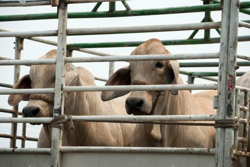 Los animales de granja están sujetos a altos niveles de estrés: desde el transporte, el dolor al separarse de su rebaño durante el sacrificio.