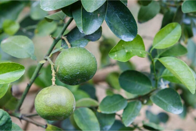 Tener un arbolito de limón en tu jardín o terraza no solo te proveerá del fruto, las hojas también aportan muchos beneficios a tu hogar.