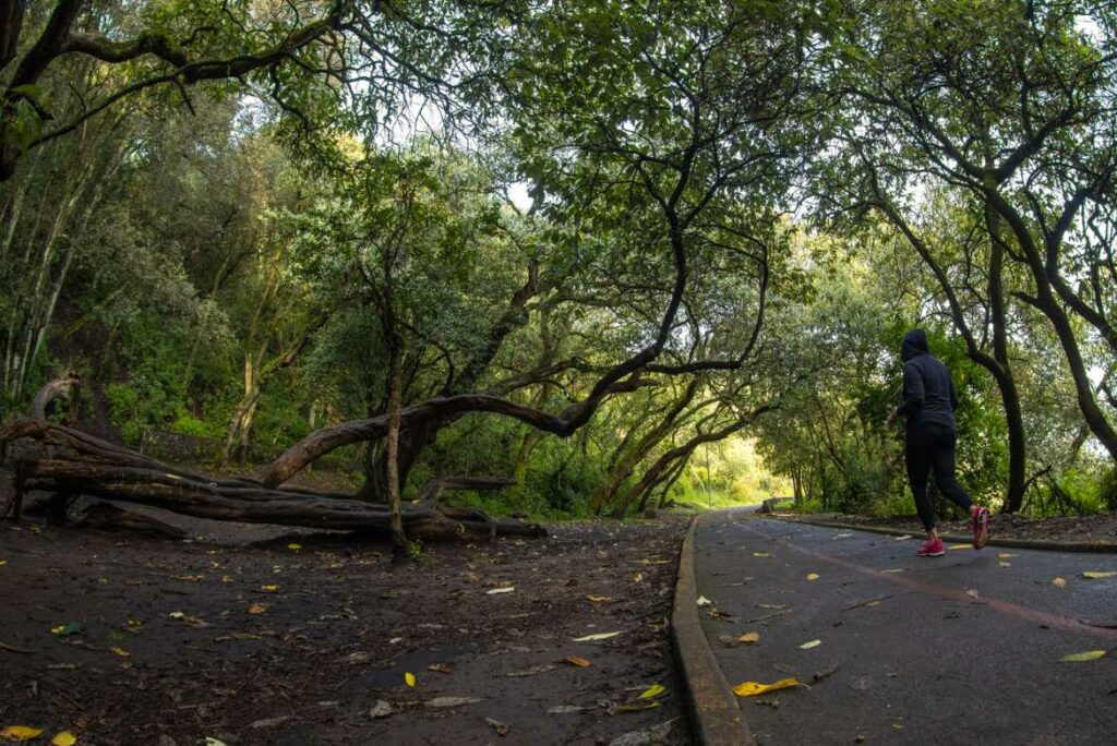 En este parque podrás correr en sus dos kilómetros de ciclovía. 