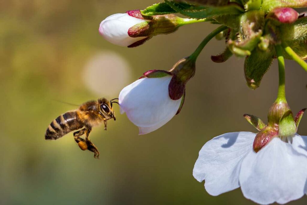 La importancia de las abejas y otros polinizadores para la supervivencia del planeta